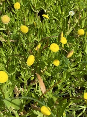 Cotula coronopifolia