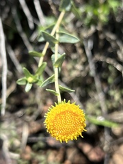 Grindelia squarrosa
