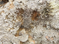 Dendrographa alectoroides