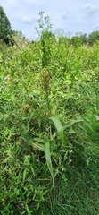 Sorghum bicolor