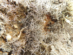 Dendrographa alectoroides