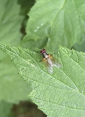 Diptera