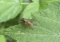 Diptera