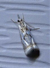 Microcrambus elegans