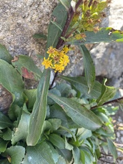 Solidago leiocarpa