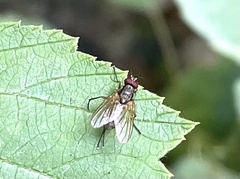 Diptera