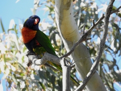 Trichoglossus moluccanus