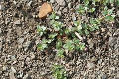 Epilobium anagallidifolium