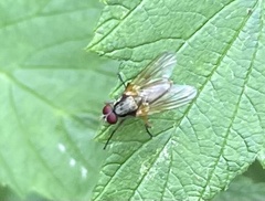 Diptera