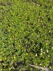 Cotula coronopifolia