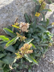 Solidago leiocarpa