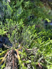 Cupressus