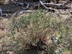 Euphorbia lurida