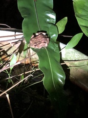 Bufo bankorensis