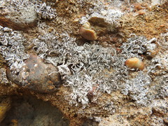 Trimmatostroma dendrographae