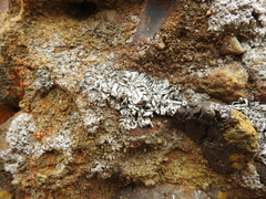 Trimmatostroma dendrographae