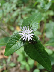 Elephantopus carolinianus