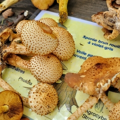 Pholiota squarrosoides