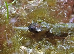Festucalex cinctus