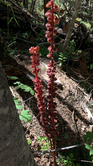 Pterospora andromedea