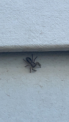 Platycryptus californicus