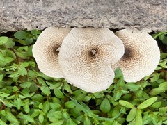 Lentinus tigrinus