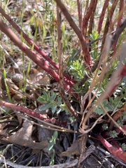 Euphorbia lurida
