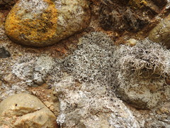 Trimmatostroma dendrographae