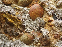 Trimmatostroma dendrographae