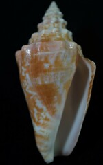 Macrostrombus costatus