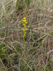 Solidago virgata