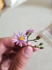 Symphyotrichum oolentangiense