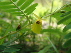 Chamaecrista