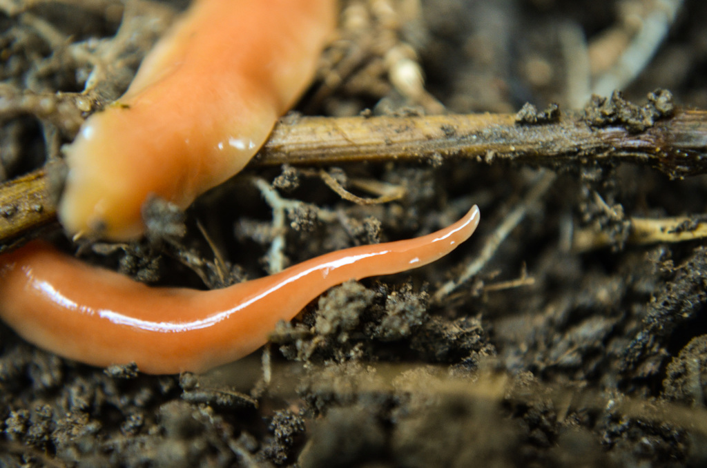 Australian Flatworm