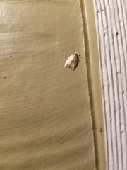 Coelostathma discopunctana