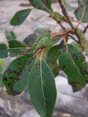 Populus balsamifera