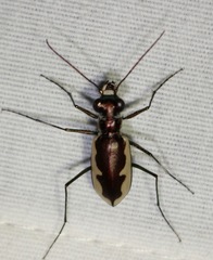 Eunota circumpicta