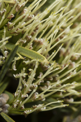 Hakea corymbosa