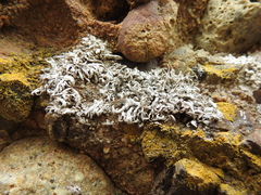 Trimmatostroma dendrographae