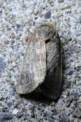 Orthodes majuscula