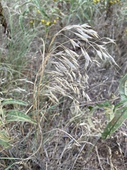 Bromus