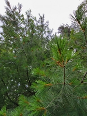 Pinus resinosa