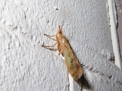 Limnephilus flavicornis