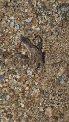 Coreoidea