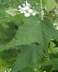 Ripariosida hermaphrodita