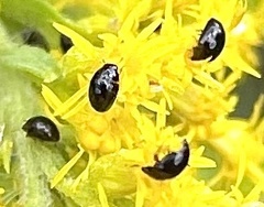 Olibrus