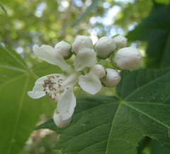 Ripariosida hermaphrodita