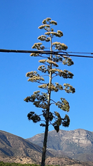 Agave americana