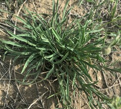 Erigeron caespitosus