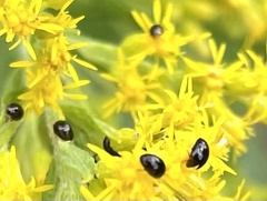 Olibrus
